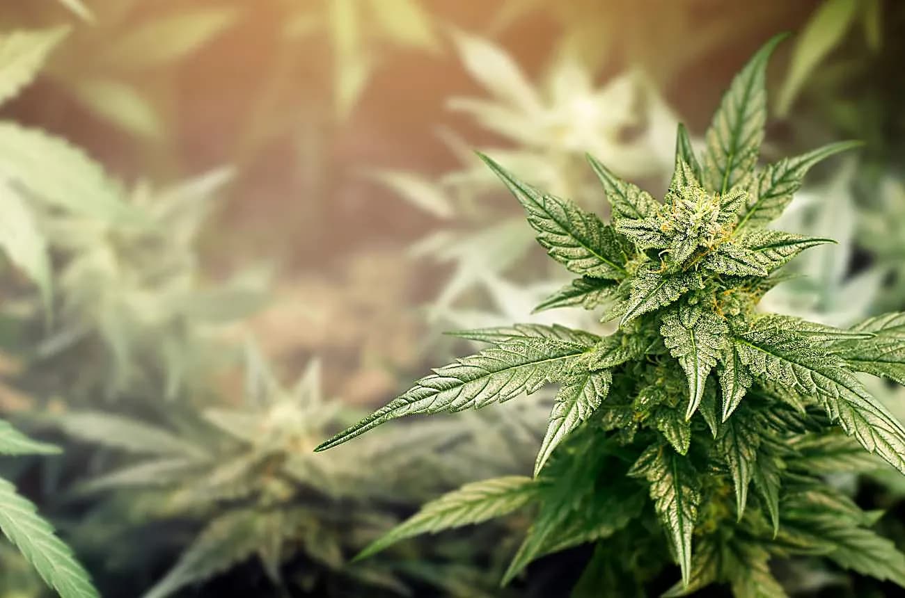 Cannabis plant in full flower
