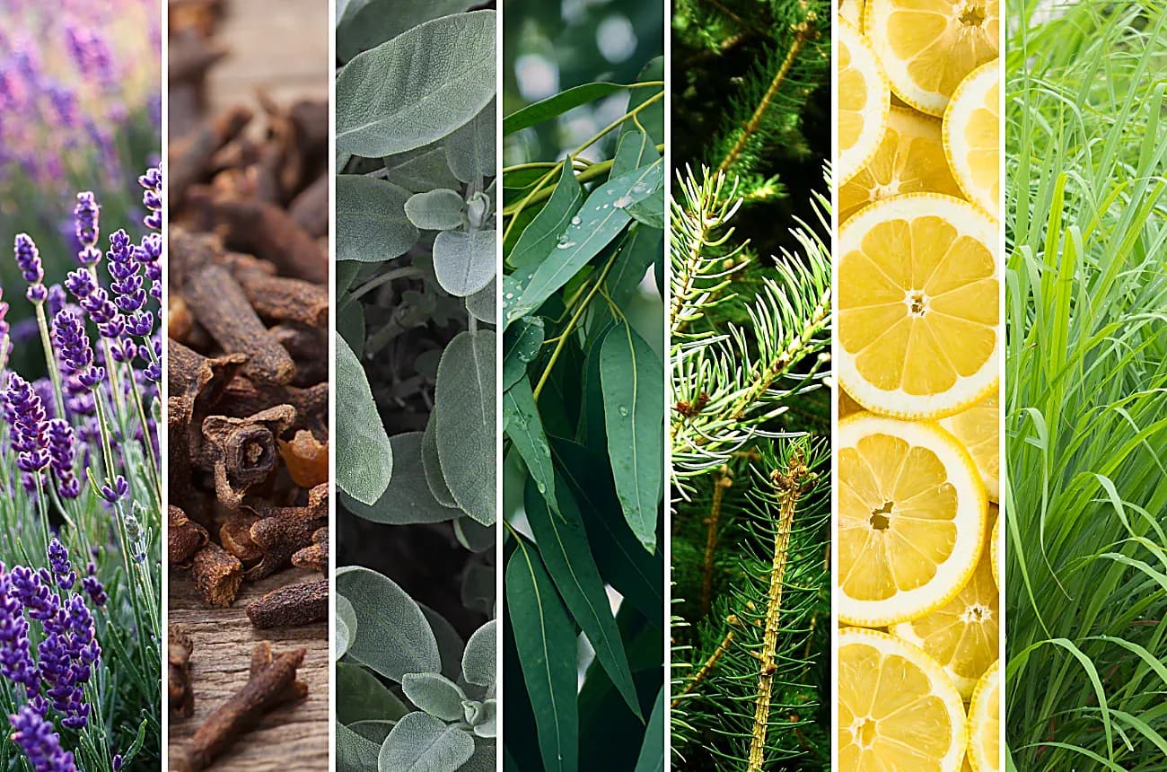 Terpene sources - lavender, cinnamon, eucalyptus, pine, lemon, and lemongrass